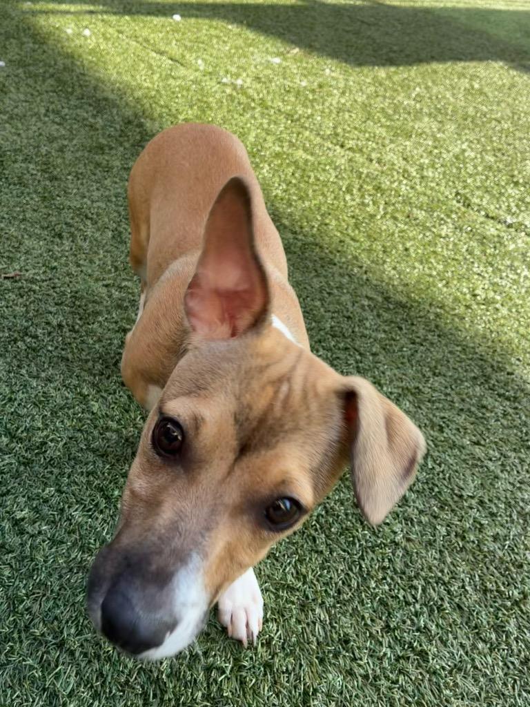 Enlarge Howard, a Adoptable mixed breed in Seguin, TX image 1/2