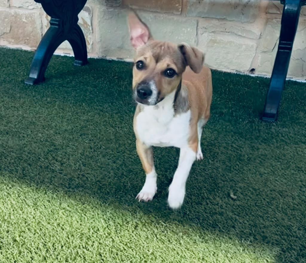 Enlarge Howard, a Adoptable mixed breed in Seguin, TX image 2/2