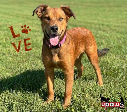 Bear, Adoptable, Young Male Mixed Breed & Mixed Breed.