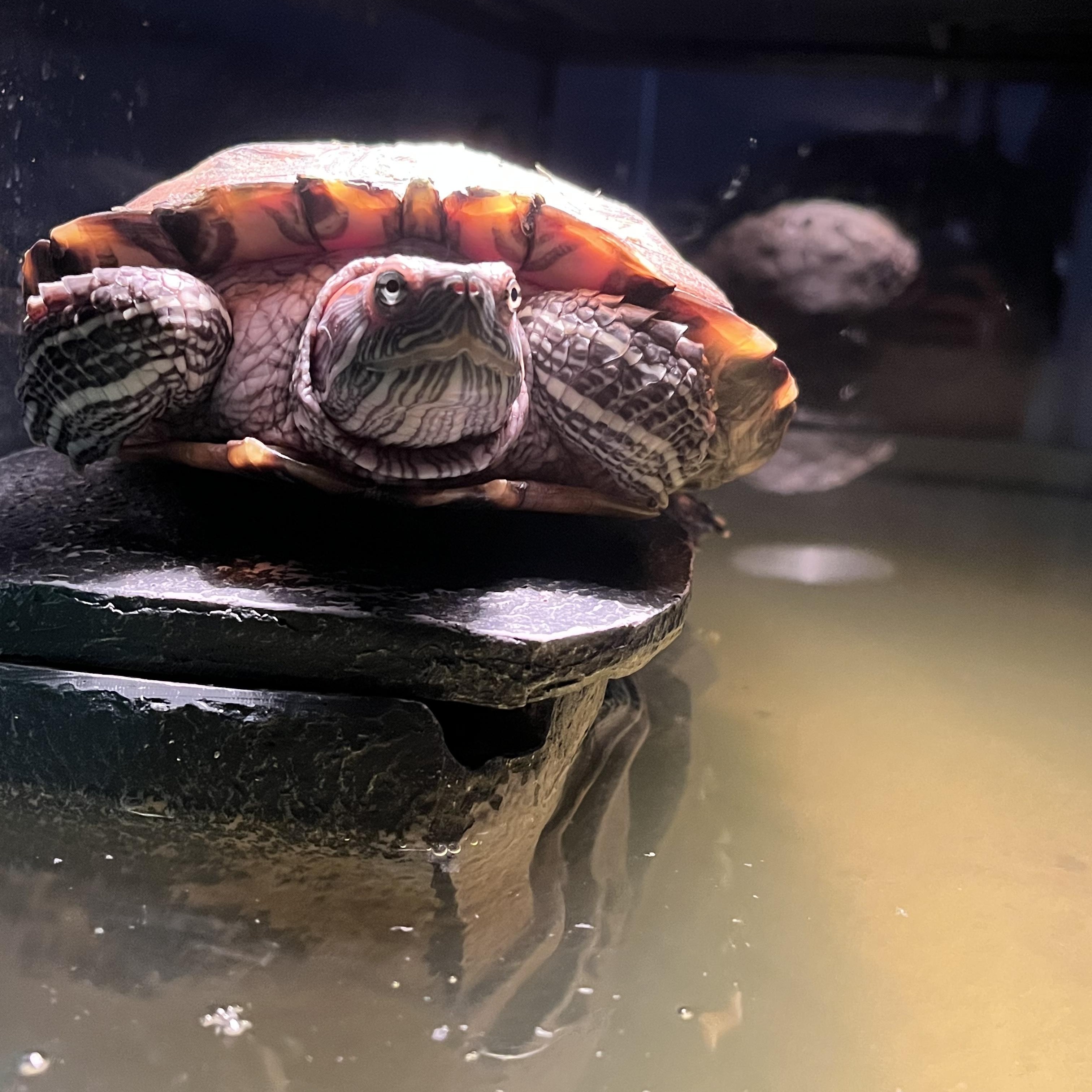 Bubbles, Adoptable, Adult Unknown Red-Eared Slider.