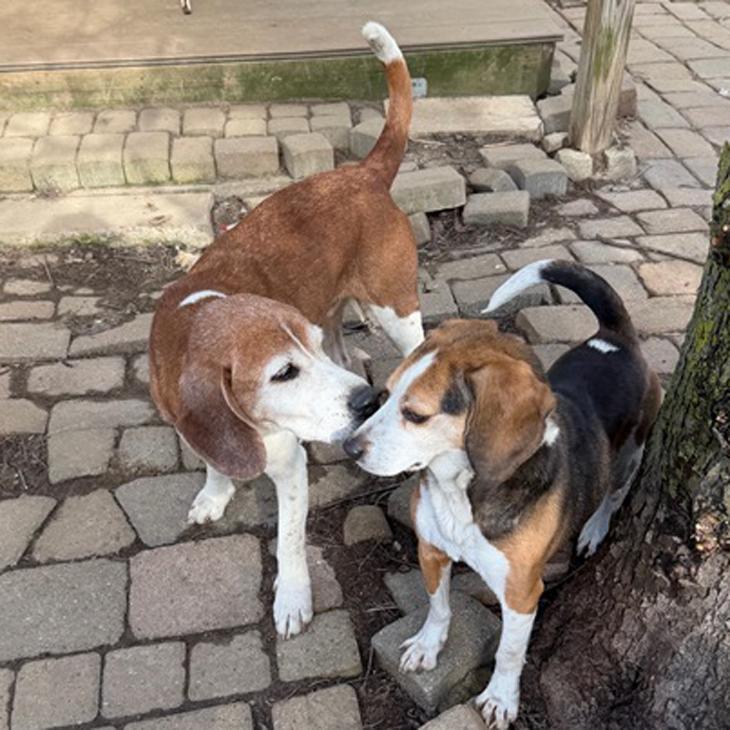 Enlarge Odie, a Adoptable Beagle in London, OH image 5/6