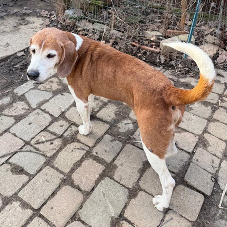 Enlarge Odie, a Adoptable Beagle in London, OH image 4/6
