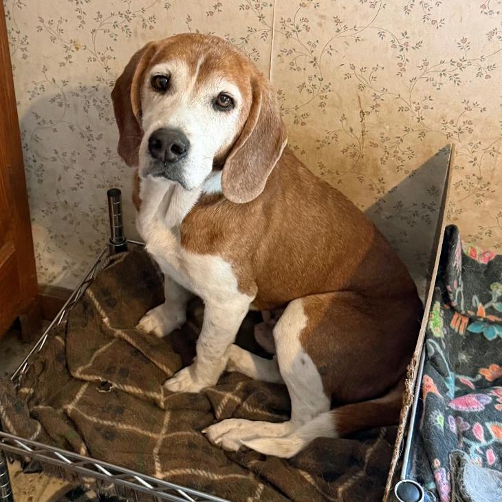 Enlarge Odie, a Adoptable Beagle in London, OH image 6/6