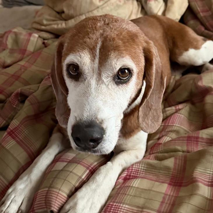 Enlarge Odie, a Adoptable Beagle in London, OH image 2/6
