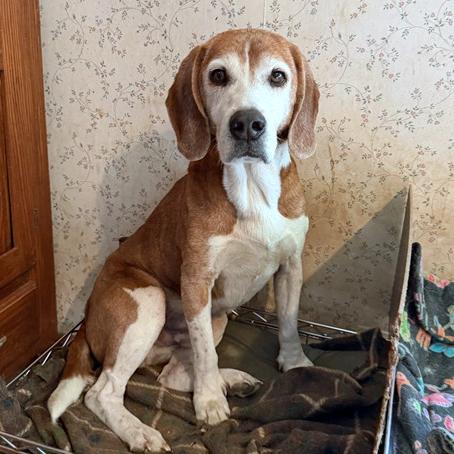 Enlarge Odie, a Adoptable Beagle in London, OH image 1/6