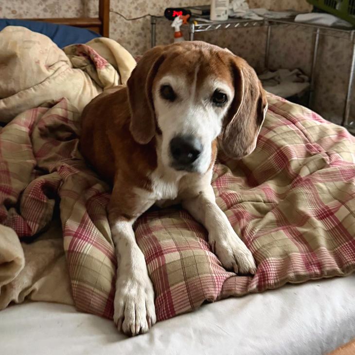 Enlarge Odie, a Adoptable Beagle in London, OH image 3/6