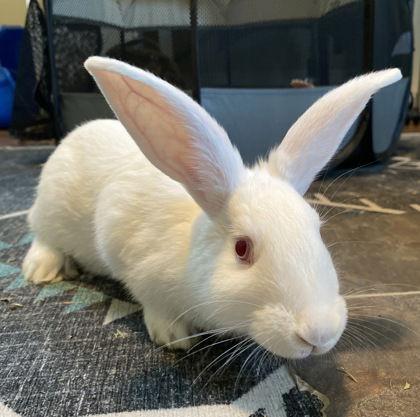 Piper, Adoptable, Baby Female New Zealand.