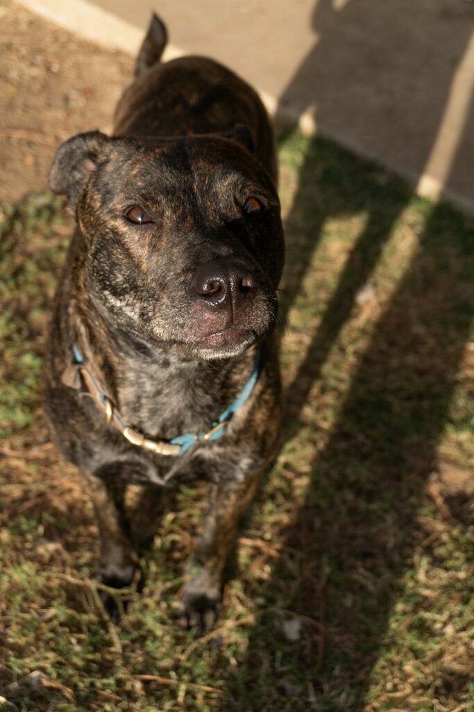 Rosie, Adoptable, Young Female Plott Hound.