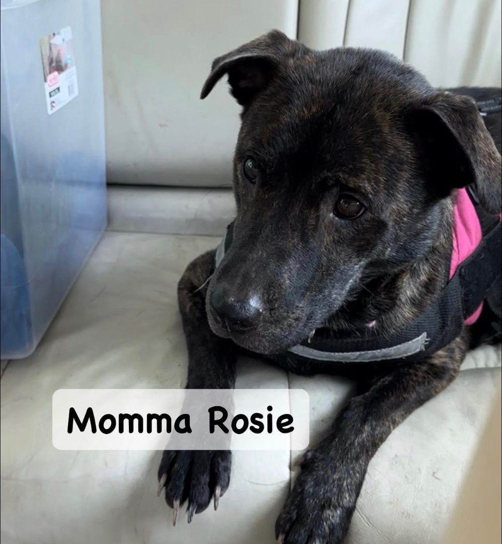 Rosie, a Adoptable Plott Hound in Bixby, OK image 2/5