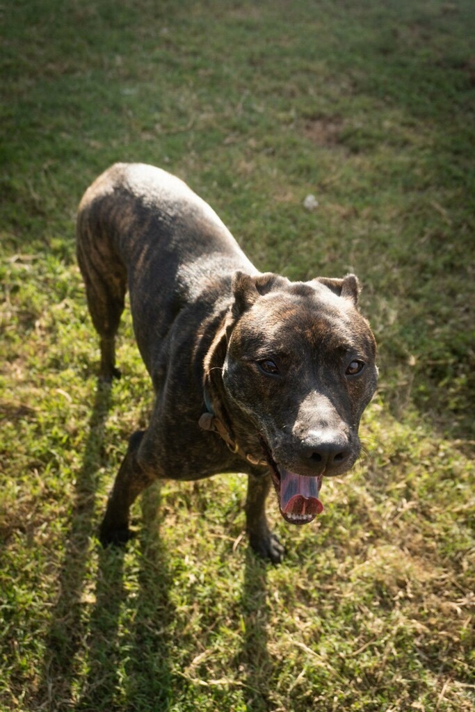 Rosie, a Adoptable Plott Hound in Bixby, OK image 4/5