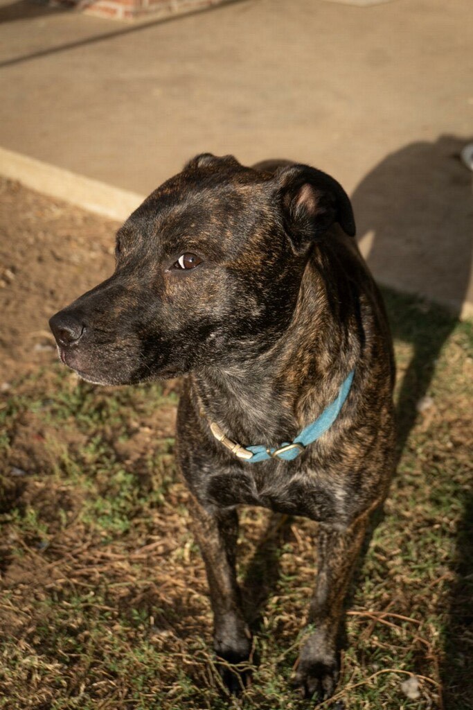 Rosie, a Adoptable Plott Hound in Bixby, OK image 5/5