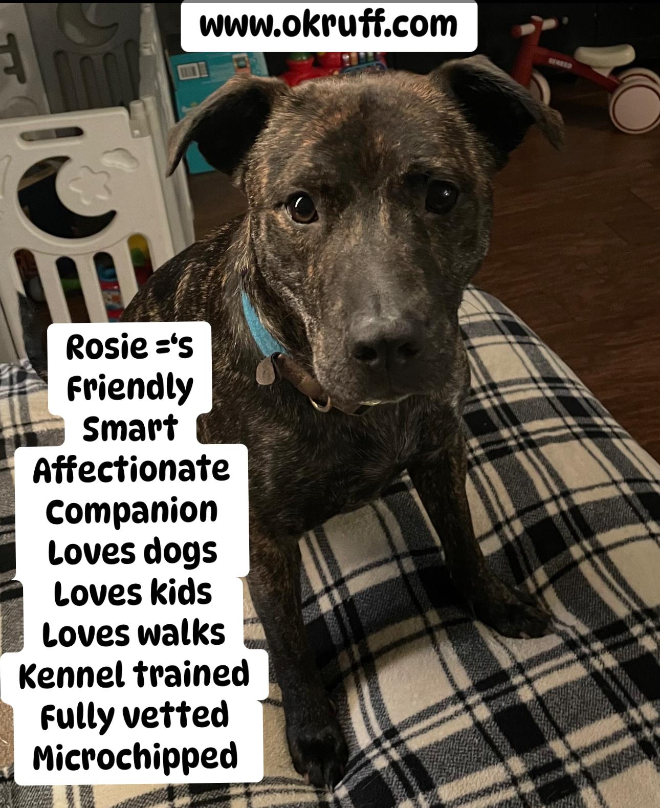Rosie, Adoptable, Young Female Plott Hound.