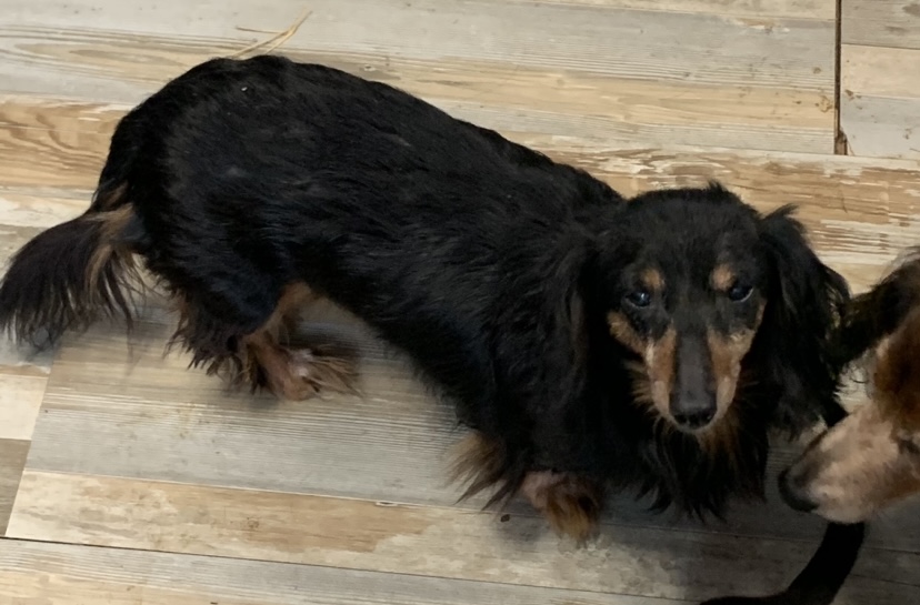 Enlarge Beebee, a Adopted Dachshund (Long Haired) in Royse City, TX image 1/1