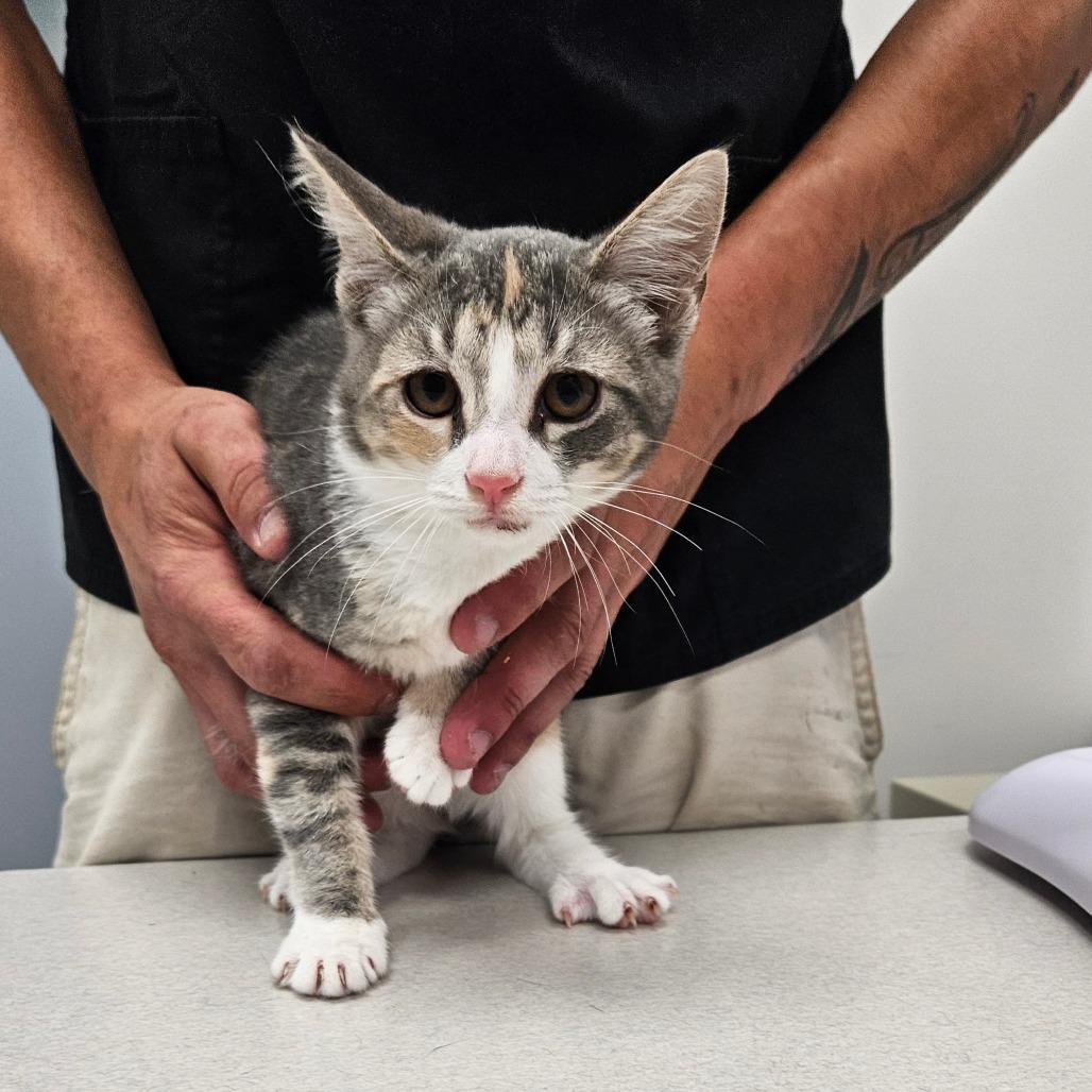 Enlarge Odessa, a Adoptable Domestic Short Hair in Oneonta, NY image 1/2
