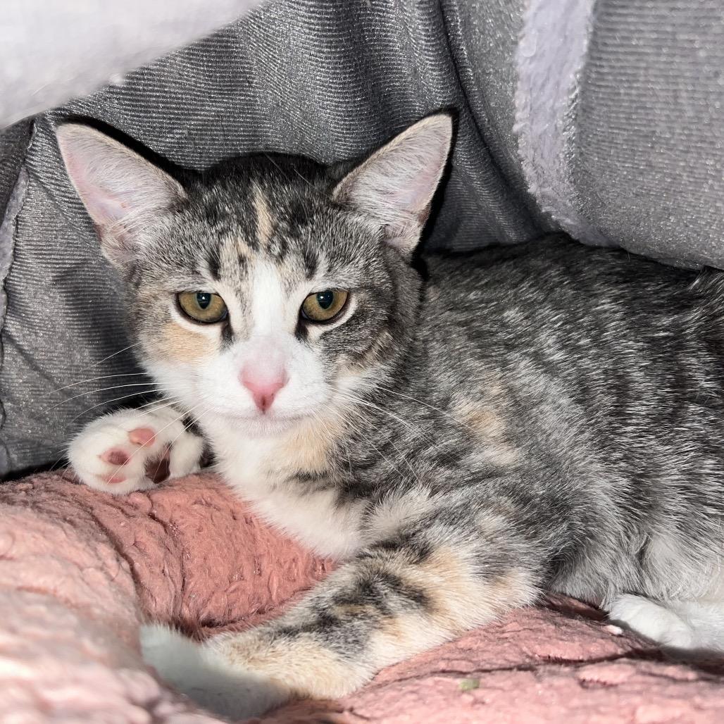 Enlarge Odessa, a Adoptable Domestic Short Hair in Oneonta, NY image 2/2
