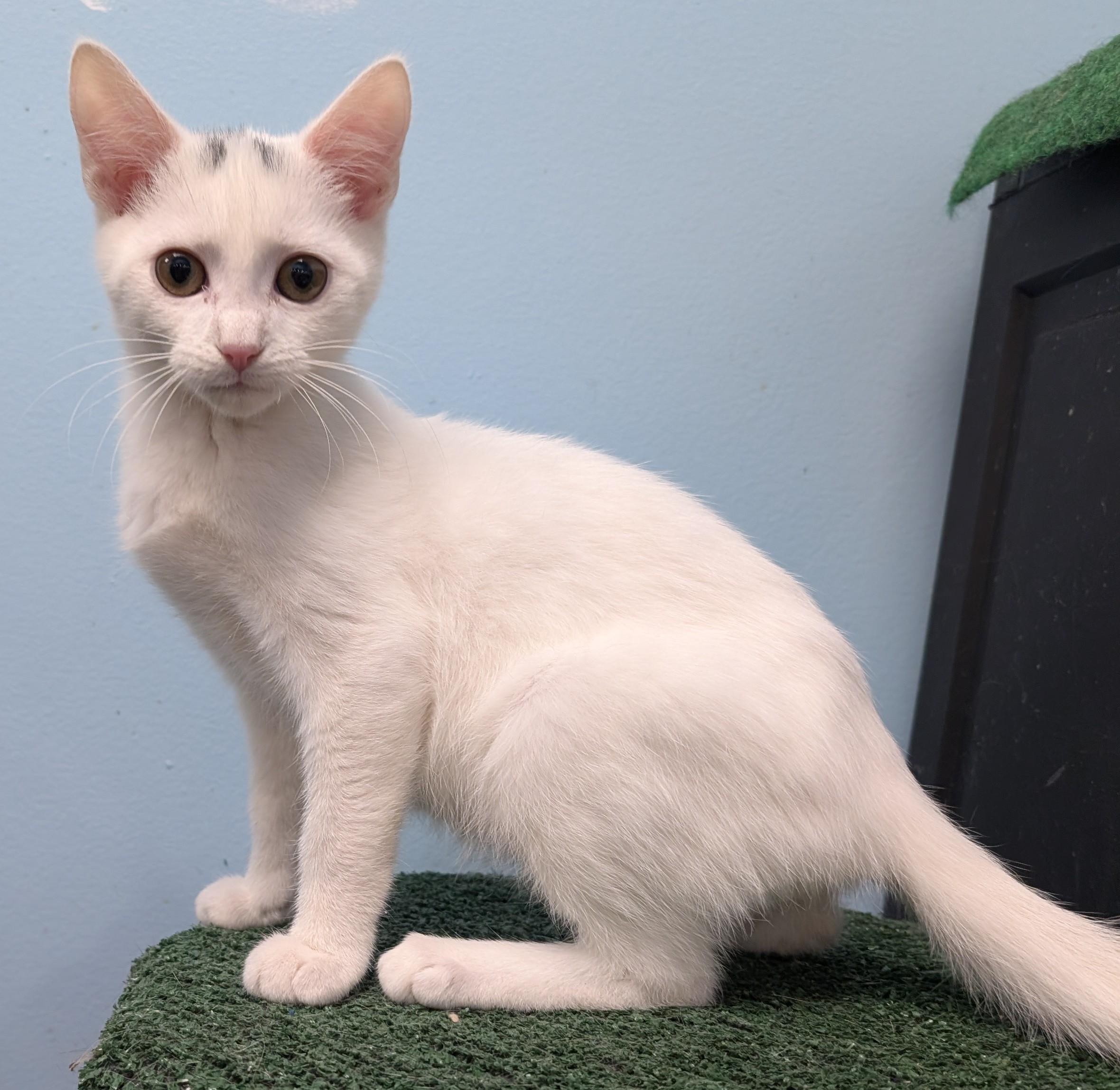 Buddy, adopted, Young Male Domestic Short Hair.