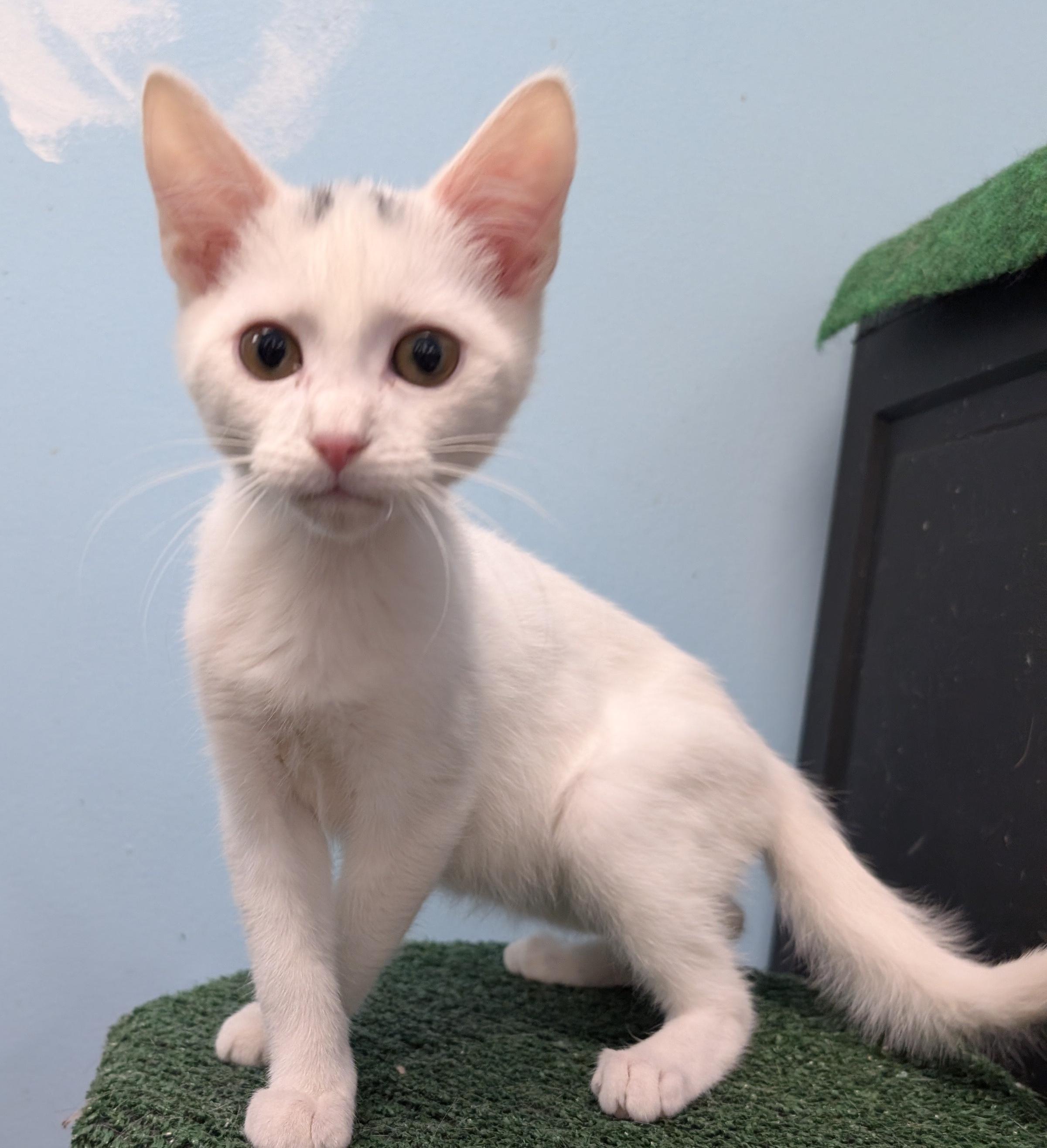 Buddy, an adopted Domestic Short Hair in Smithfield, NC image 4/6