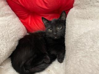 Zelda — thumbnail 4