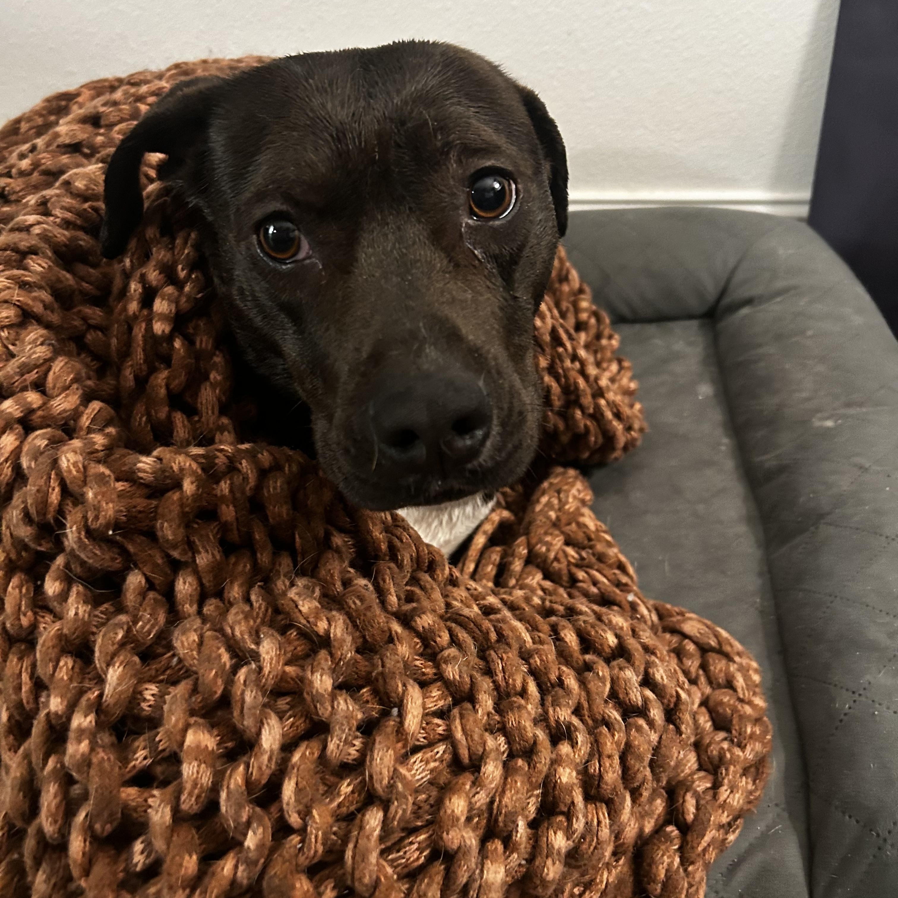 Cinder, Adoptable, Puppy Female Labrador Retriever.