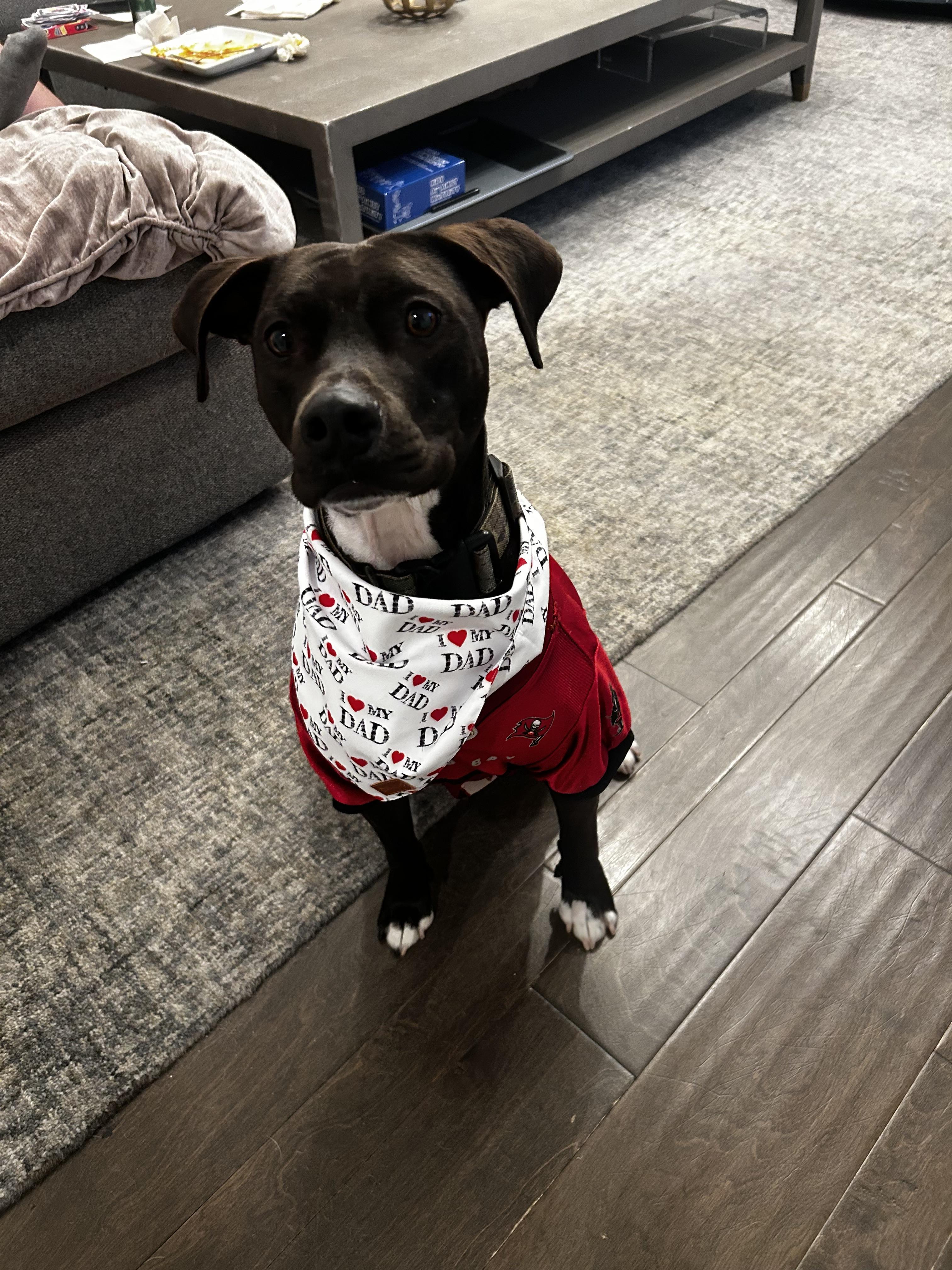 Cinder, a Adoptable mixed breed in tampa, FL image 2/6