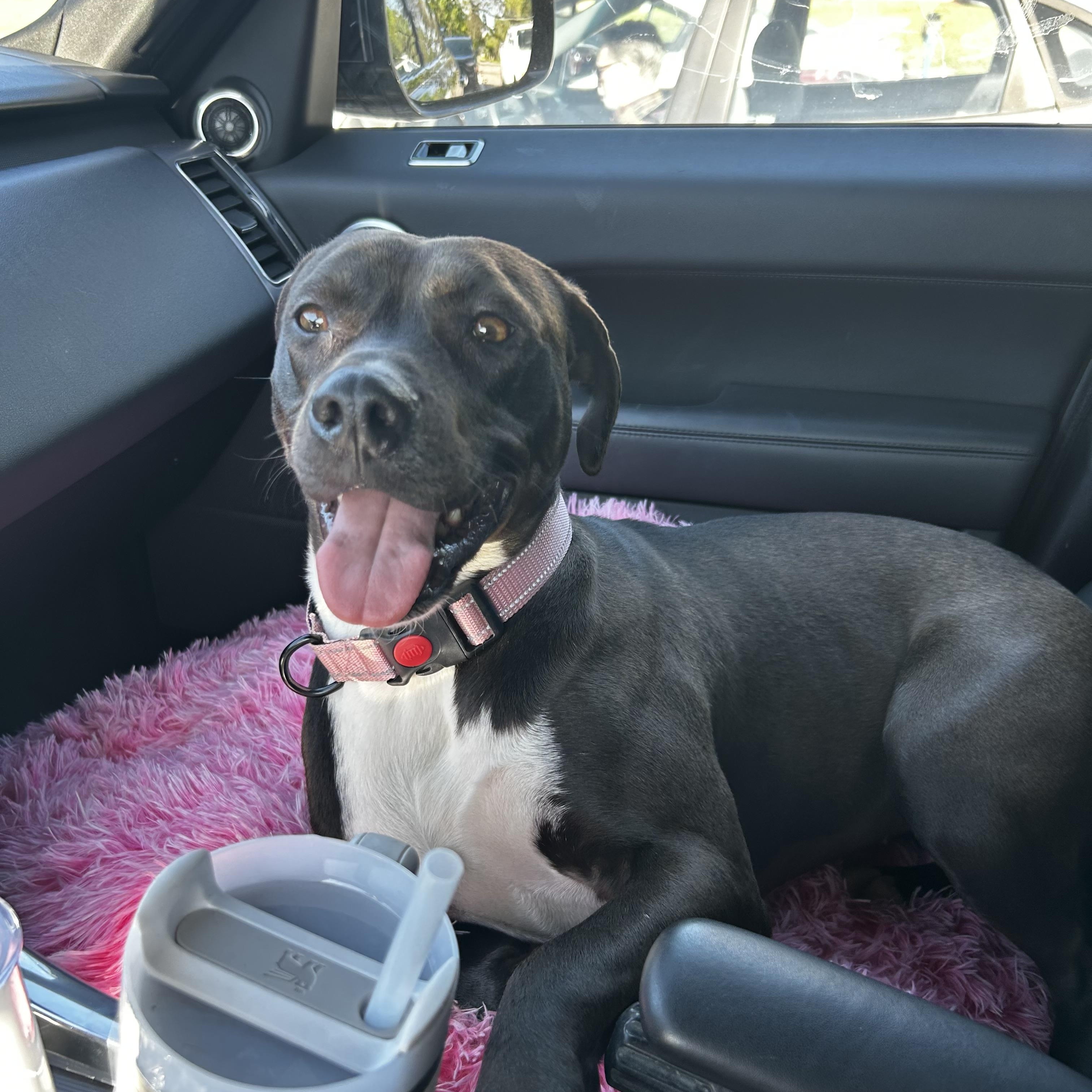 Cinder, a Adoptable mixed breed in tampa, FL image 3/6