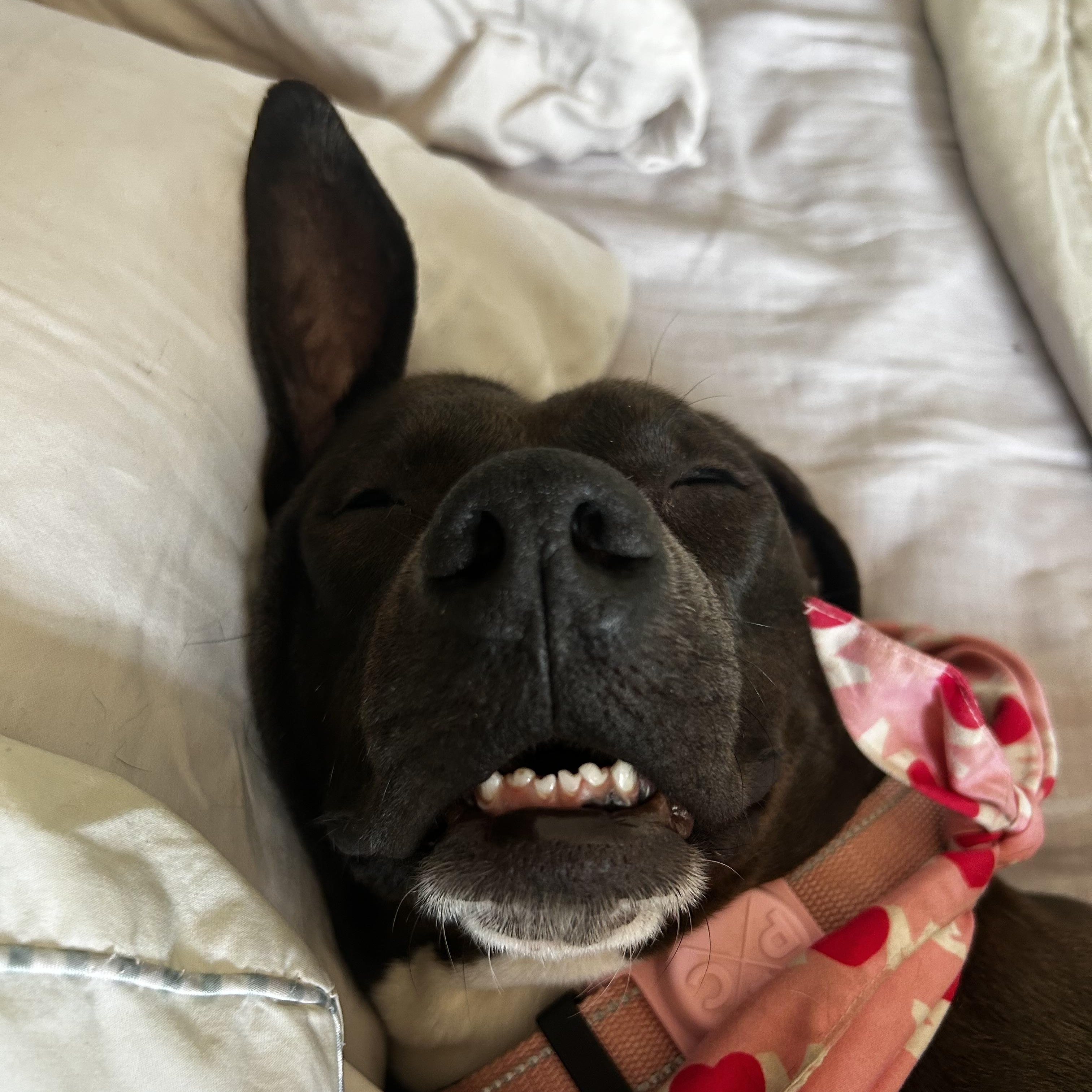 Cinder, a Adoptable mixed breed in tampa, FL image 5/6