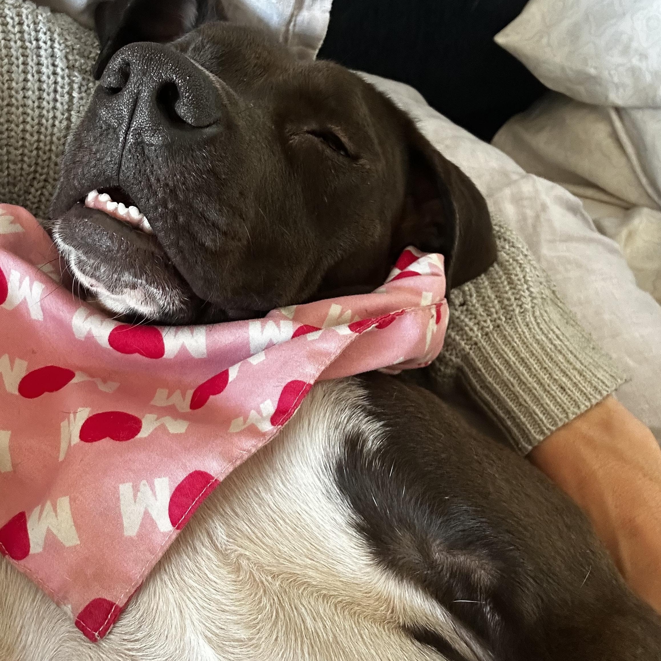 Cinder, a Adoptable mixed breed in tampa, FL image 6/6