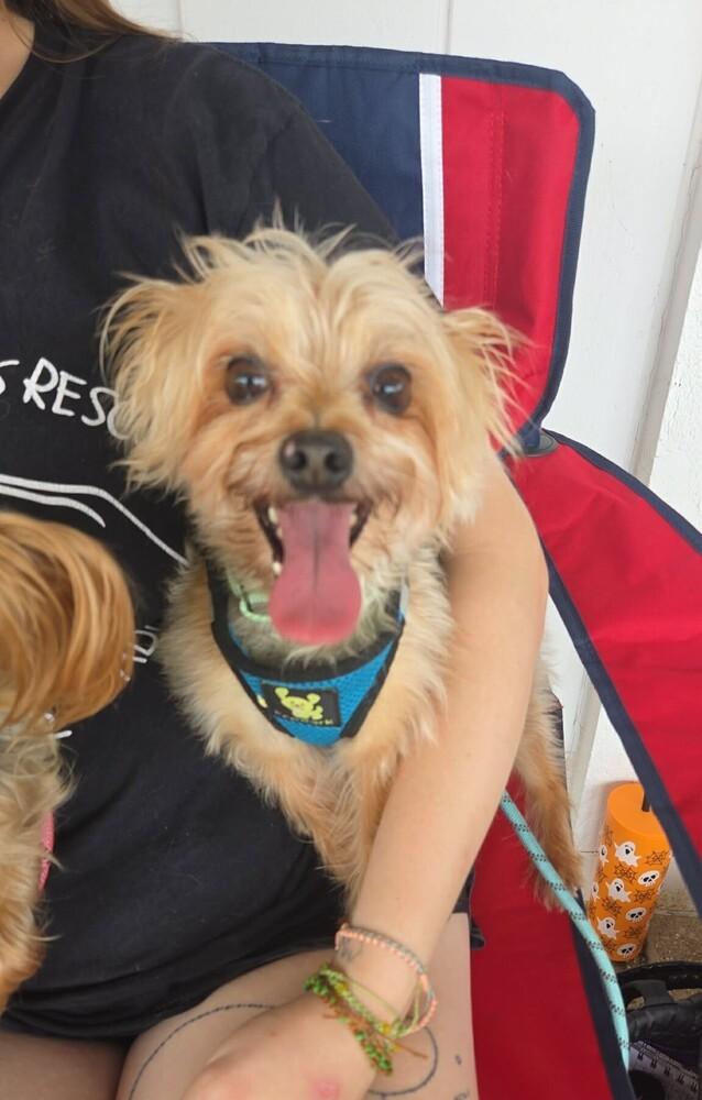 Enlarge Calvin, a Adoptable mixed breed in Peoria, IL image 3/6