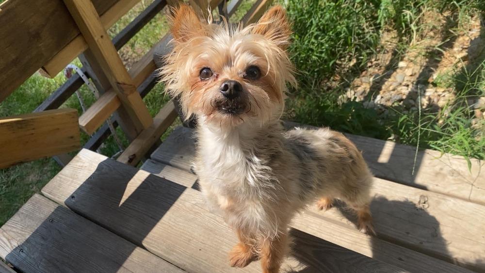 Enlarge Calvin, a Adoptable mixed breed in Peoria, IL image 4/6