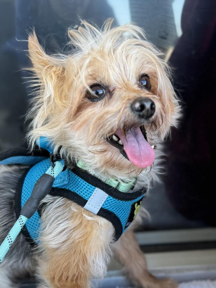 Enlarge Calvin, a Adoptable mixed breed in Peoria, IL image 6/6