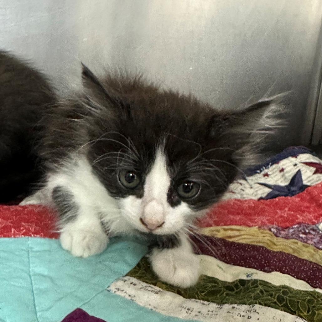 Pepper, Adoptable, Kitten Female Domestic Long Hair.