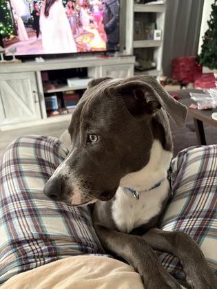 Soldier, Adoptable, Adult Male Pit Bull Terrier & Mixed Breed.