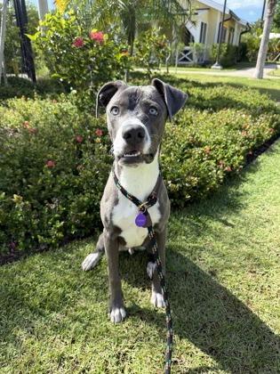Enlarge Soldier, a Adoptable mixed breed in Honolulu, HI image 1/3
