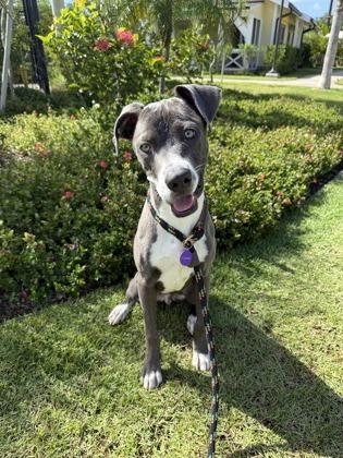 Enlarge Soldier, a Adoptable mixed breed in Honolulu, HI image 3/3