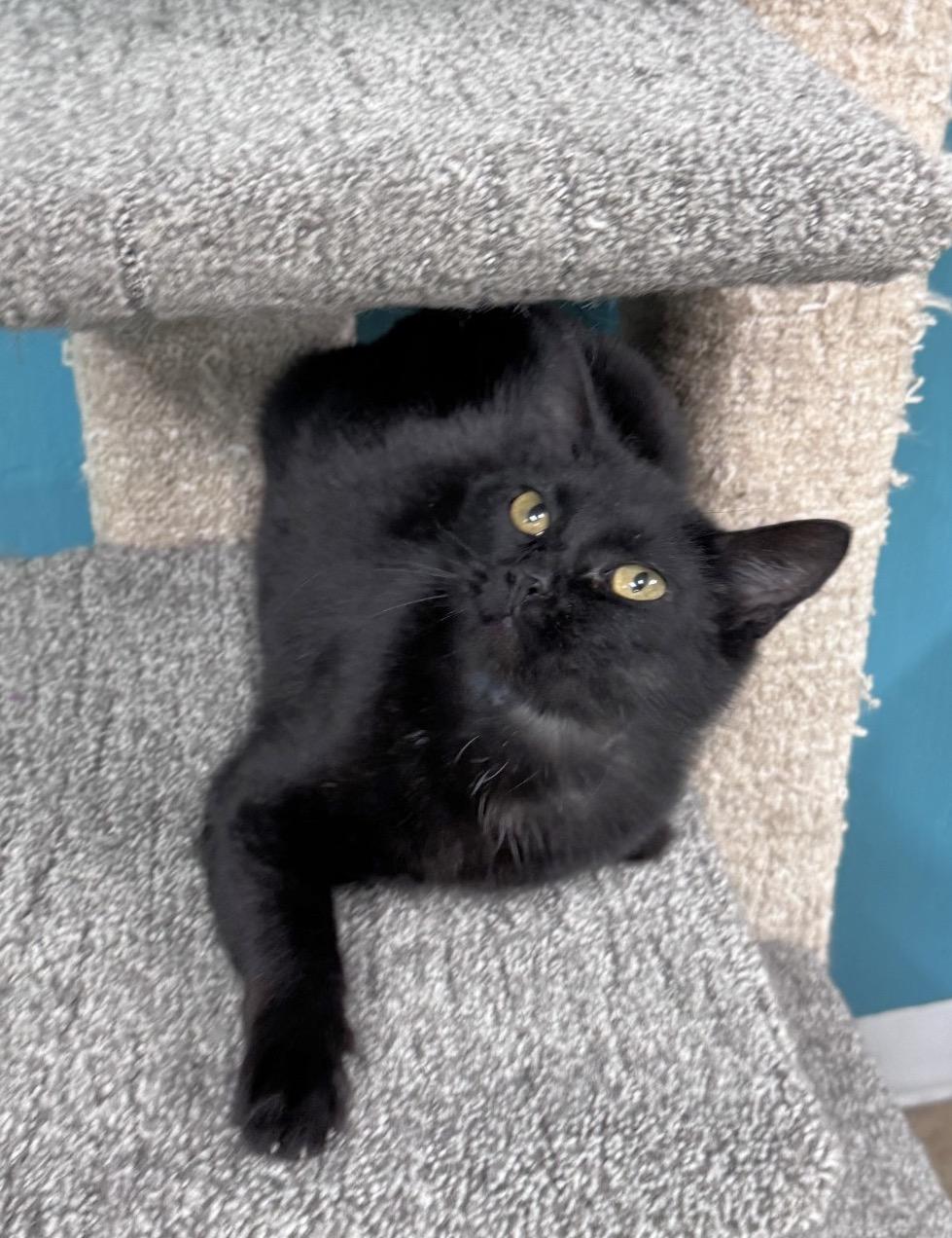 CARMEN, Adoptable, Kitten Female Domestic Short Hair.