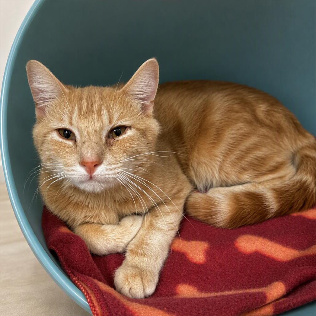 Enlarge NCI5606 Everett, a Adoptable Domestic Short Hair in Port Washington, NY image 1/1