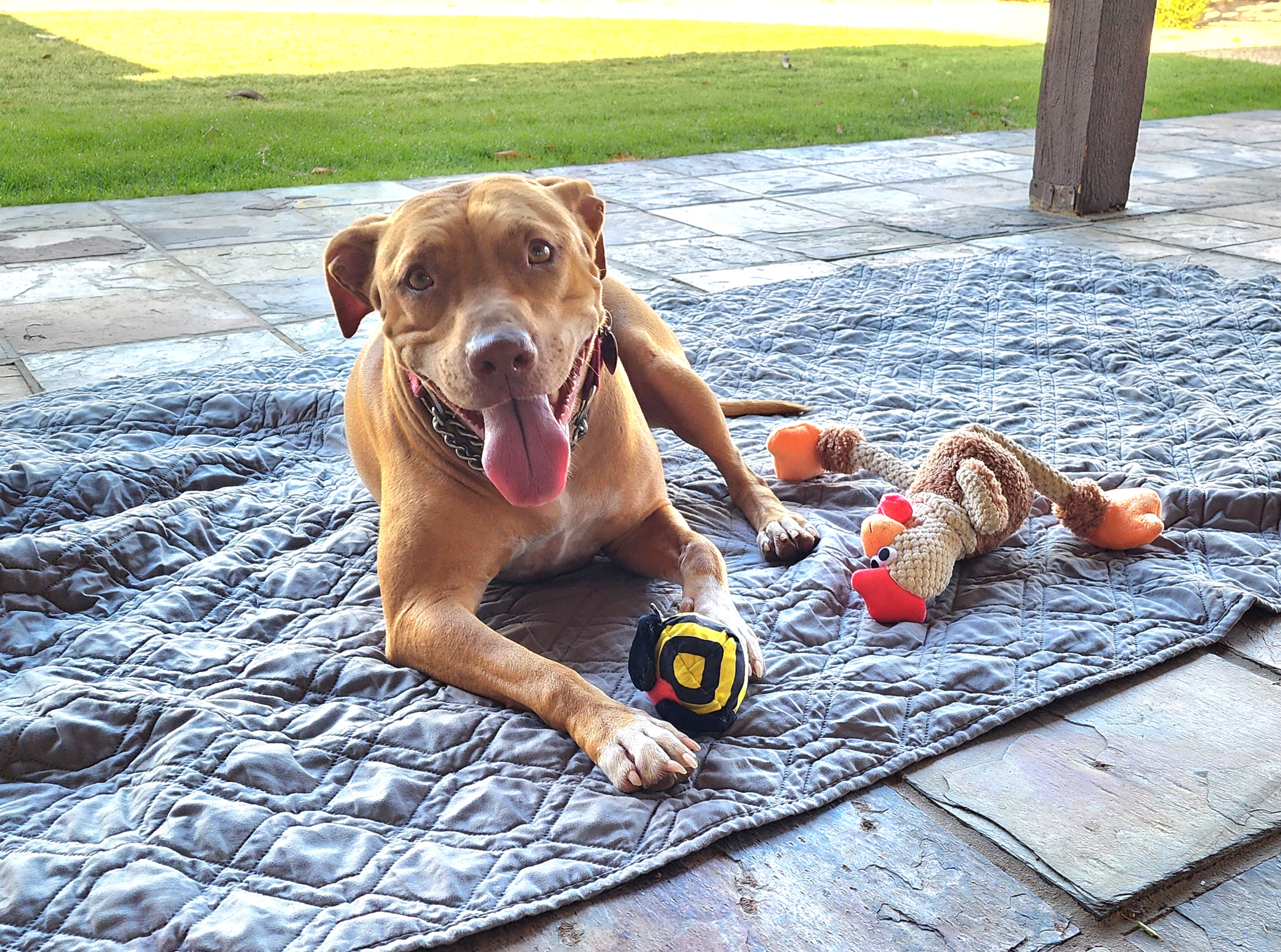 JESSICA, a Adoptable mixed breed in Phoenix, AZ image 1/4