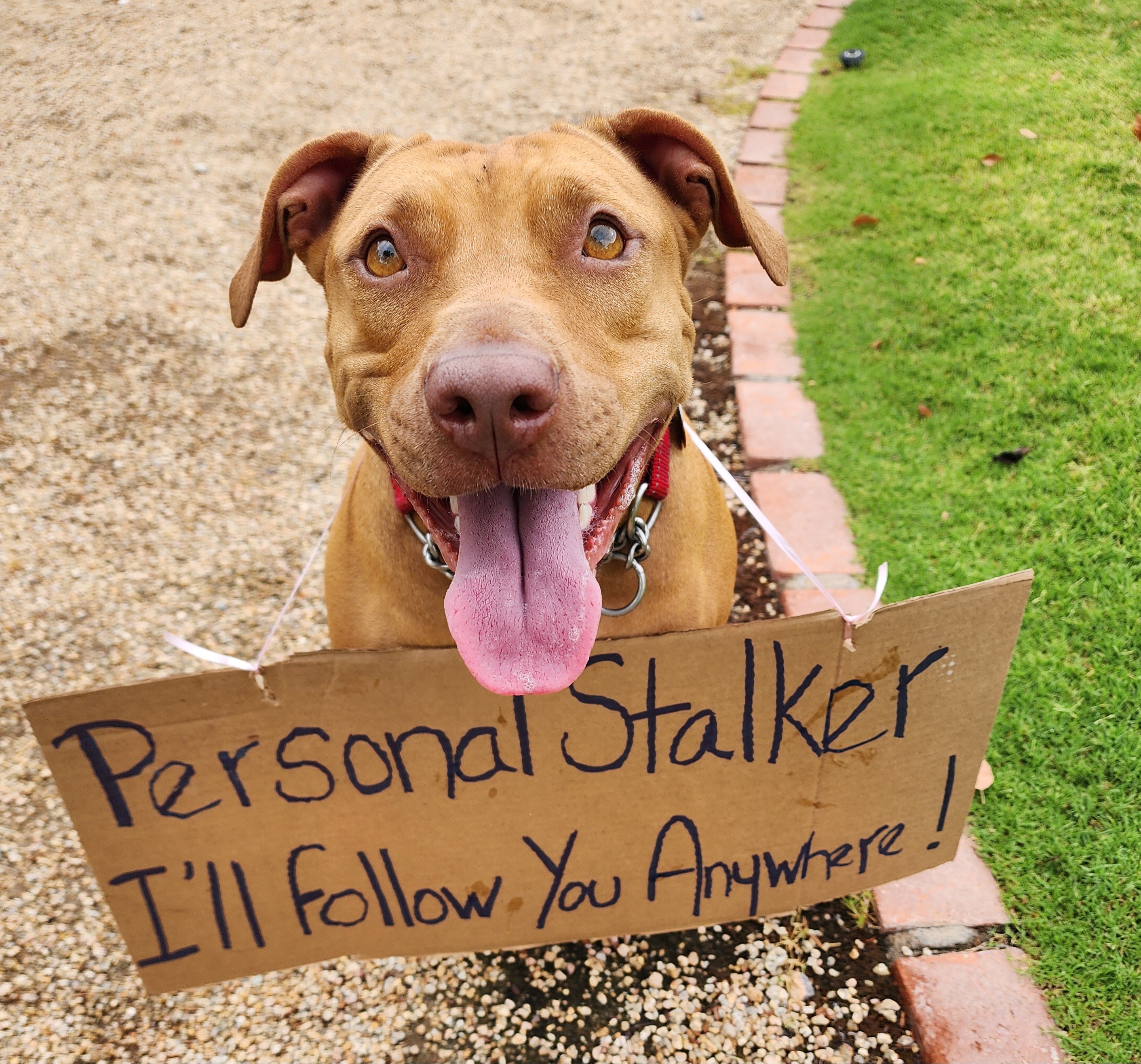 JESSICA, a Adoptable mixed breed in Phoenix, AZ image 2/4