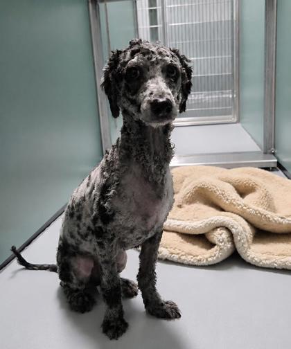 Azul, Adoptable, Adult Male Poodle.