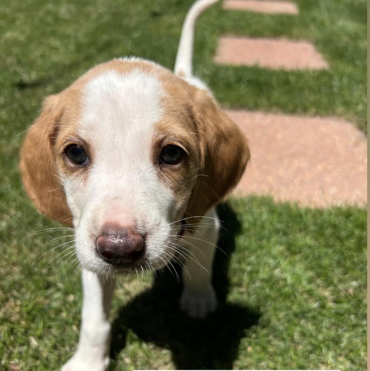 Cindy, adoptable, Puppy Female Hound.