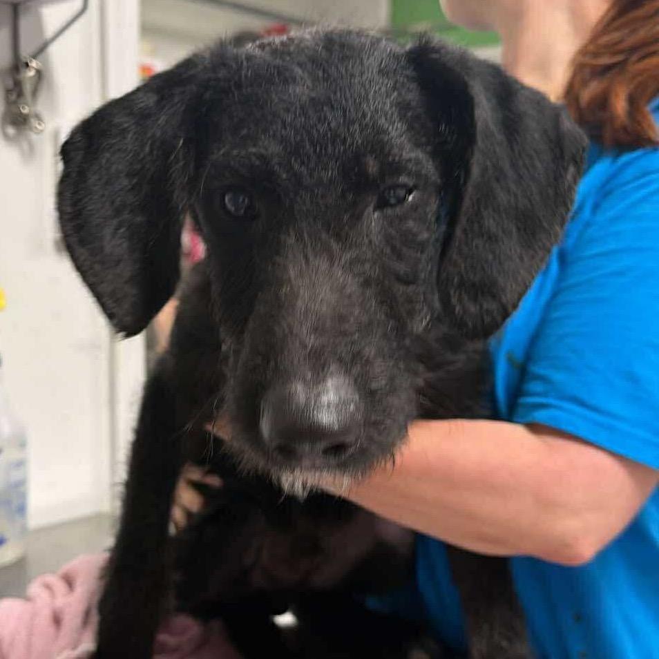 Officer Ryan, Adoptable, Young Male Mixed Breed.