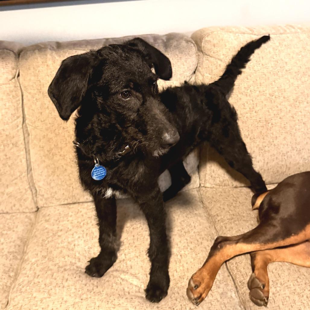 Enlarge Officer Ryan, a Adoptable Mixed Breed in Fredericksburg, VA image 2/6