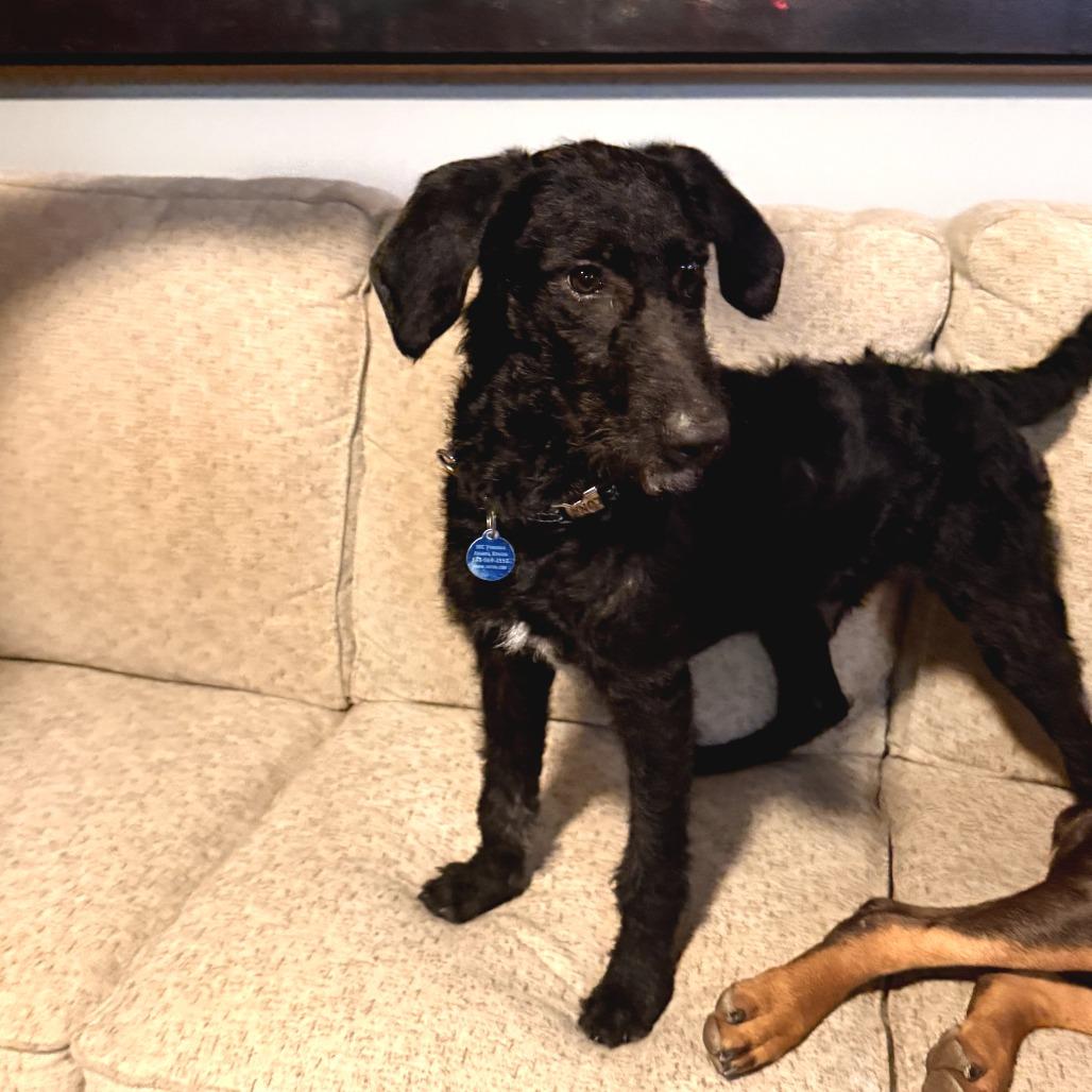 Enlarge Officer Ryan, a Adoptable Mixed Breed in Fredericksburg, VA image 3/6