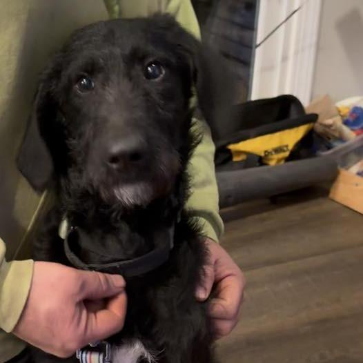 Enlarge Officer Ryan, a Adoptable Mixed Breed in Fredericksburg, VA image 4/6