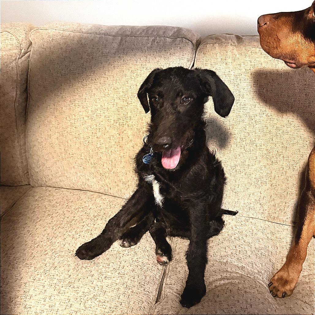 Enlarge Officer Ryan, a Adoptable Mixed Breed in Fredericksburg, VA image 5/6