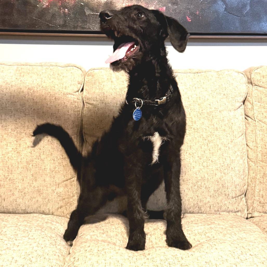 Enlarge Officer Ryan, a Adoptable Mixed Breed in Fredericksburg, VA image 6/6