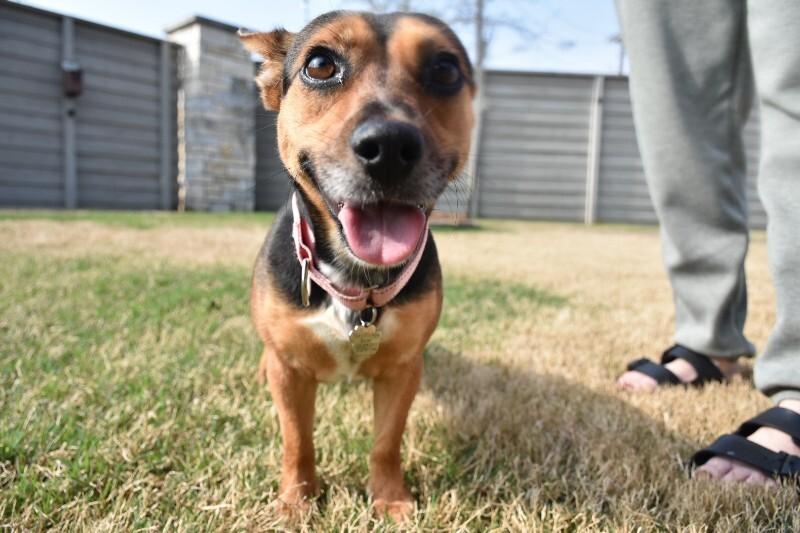 Meghan Markle the Little Royal Duchess — thumbnail 3