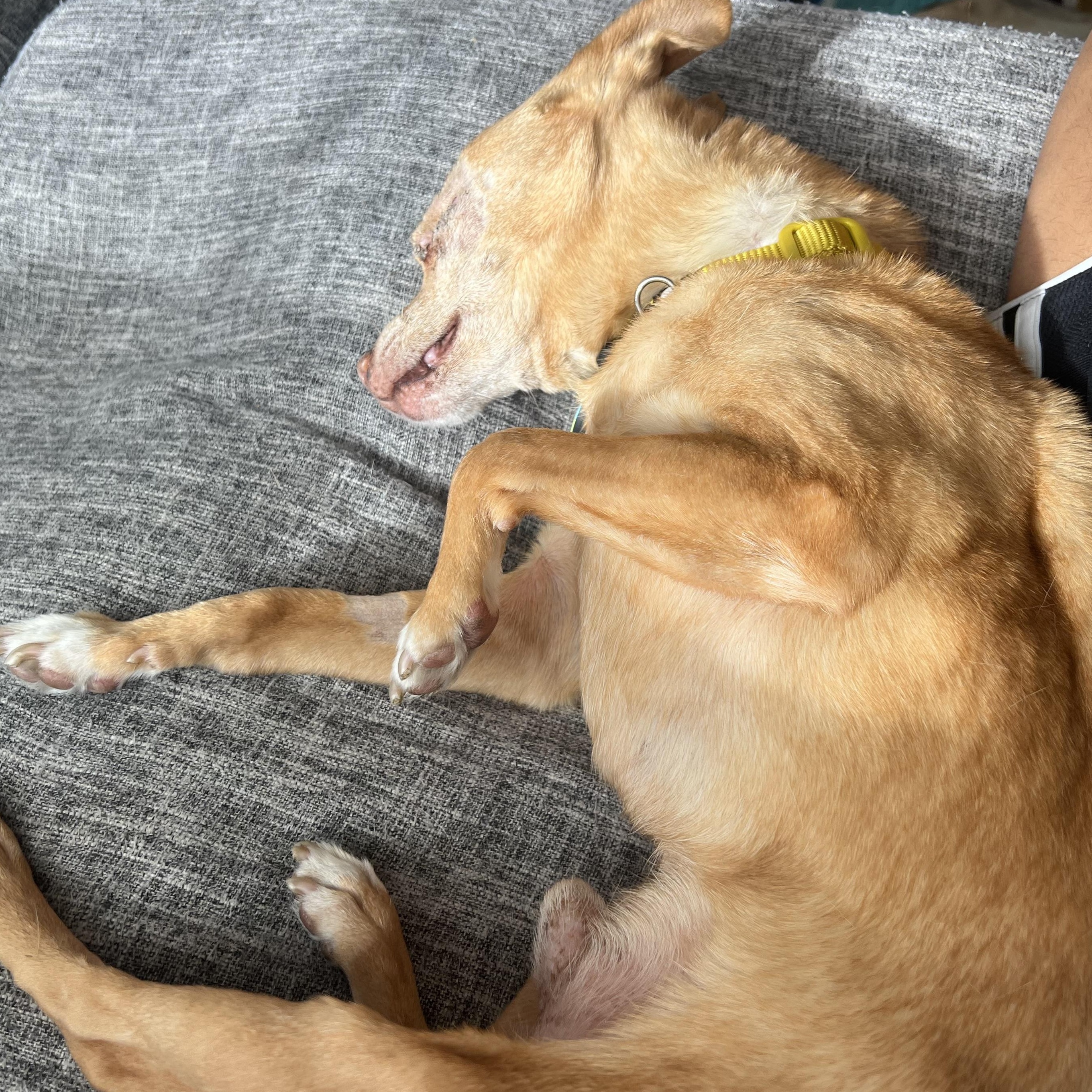 Enlarge Chico, a Adoptable Chihuahua in Roy, UT image 4/5