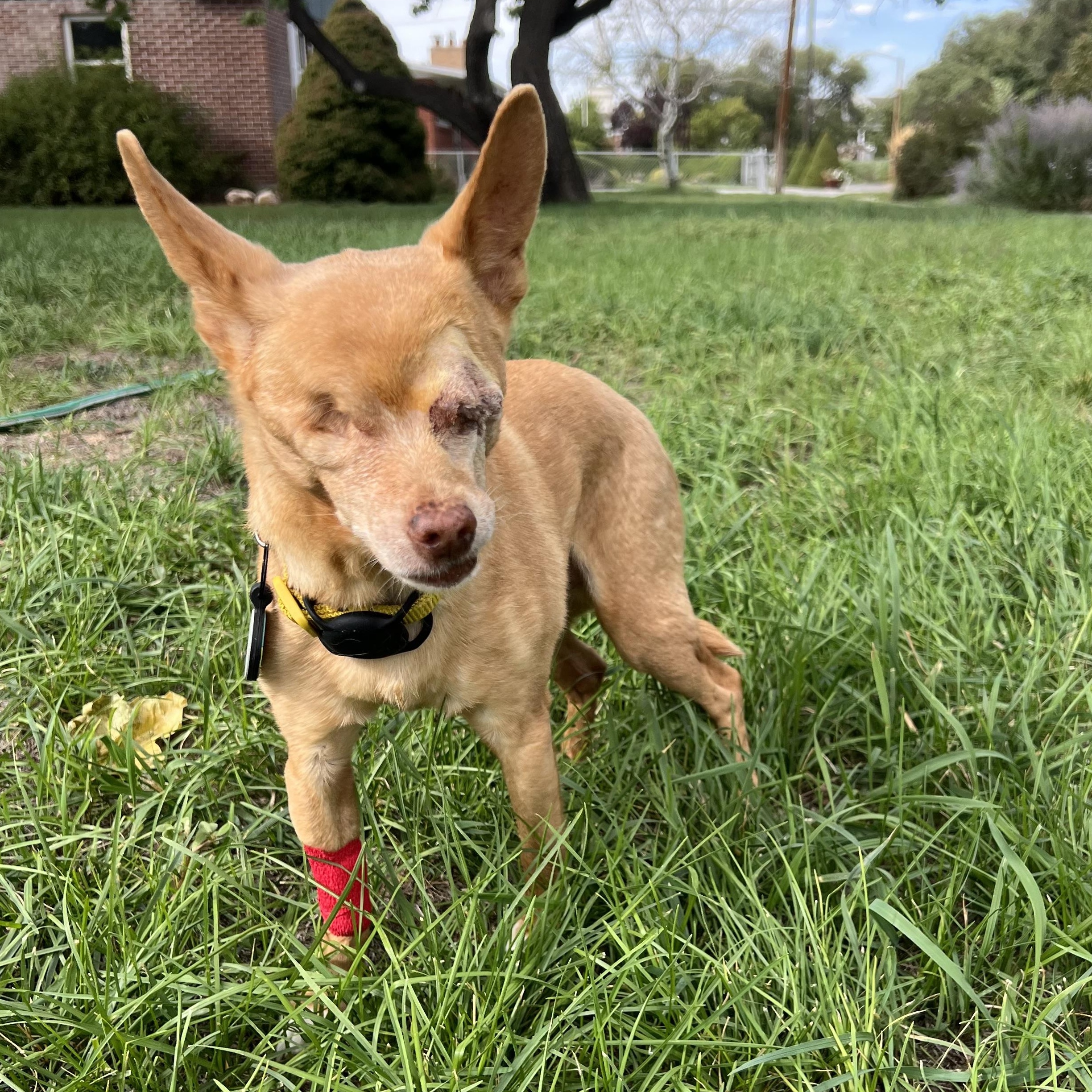 Enlarge Chico, a Adoptable Chihuahua in Roy, UT image 2/5