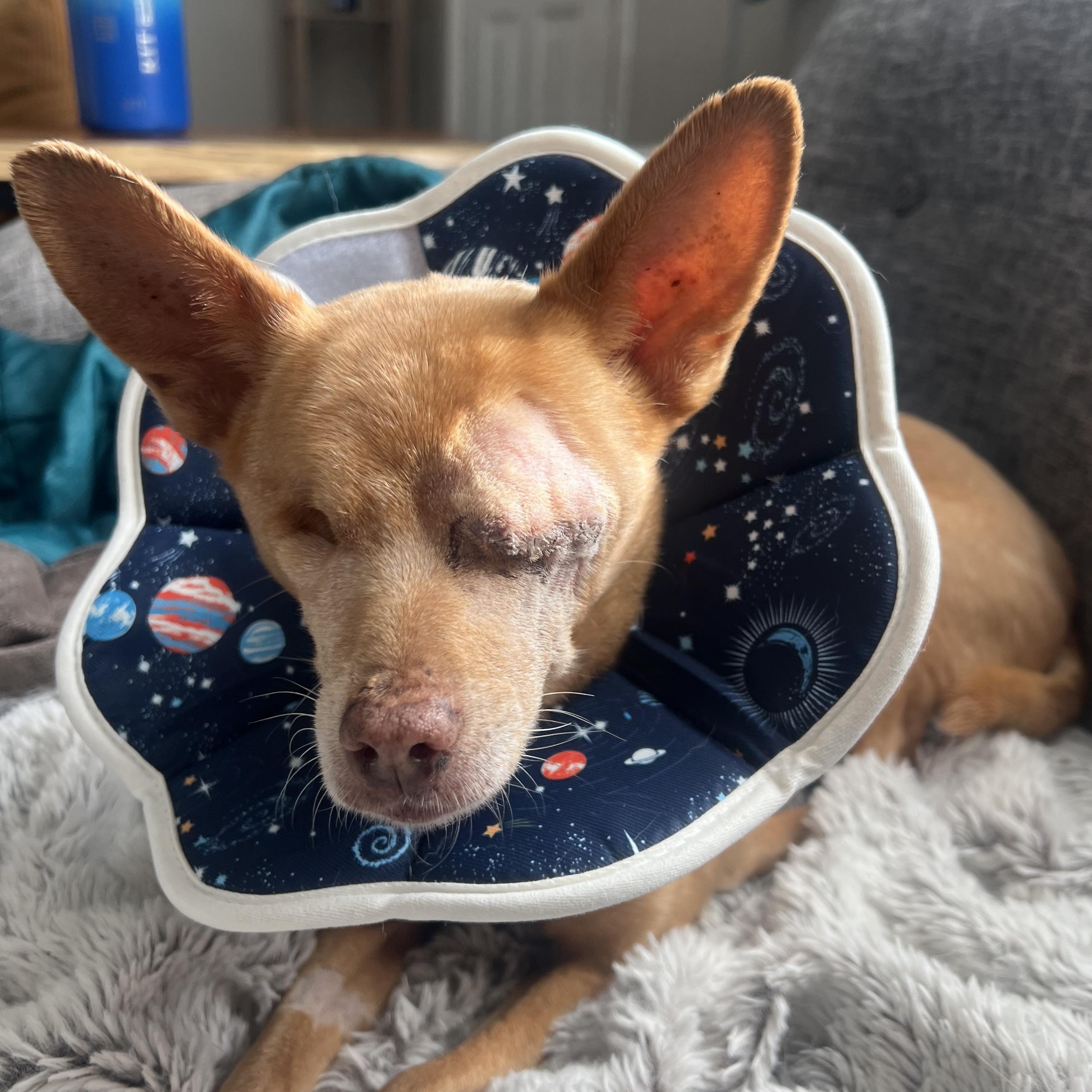 Chico, Adoptable, Senior Male Chihuahua.